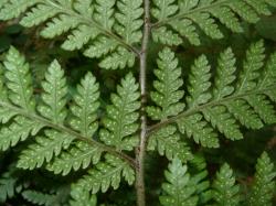 Lastreopsis velutina. Abaxial surface of fertile frond showing hairy surfaces and small sori.
 Image: L.R. Perrie © Leon Perrie CC BY-NC 3.0 NZ